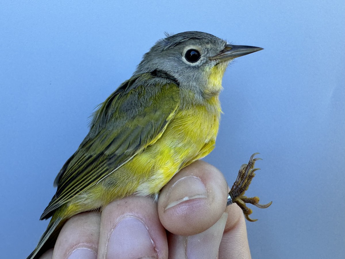 Nashville Warbler (ruficapilla) - ML642496180