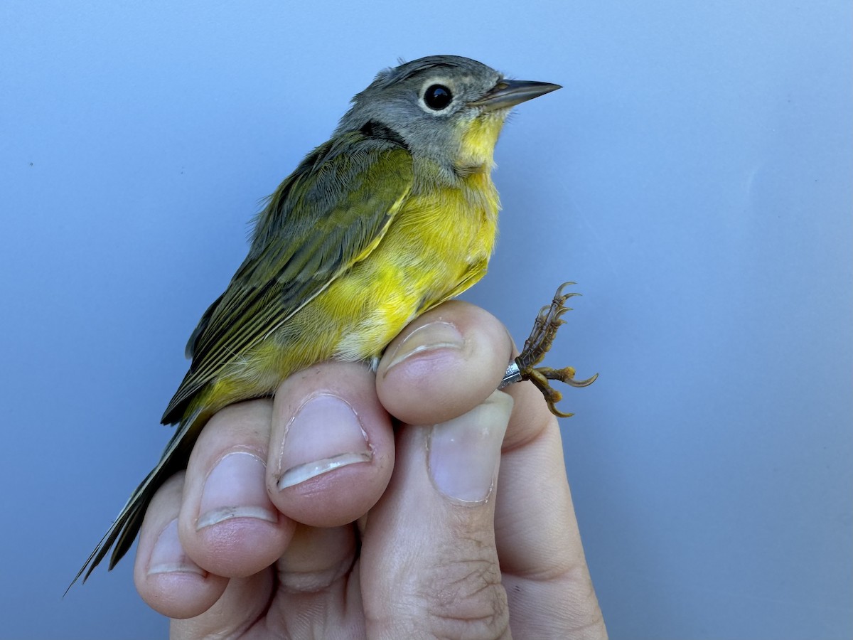 Nashville Warbler (ruficapilla) - ML642496181