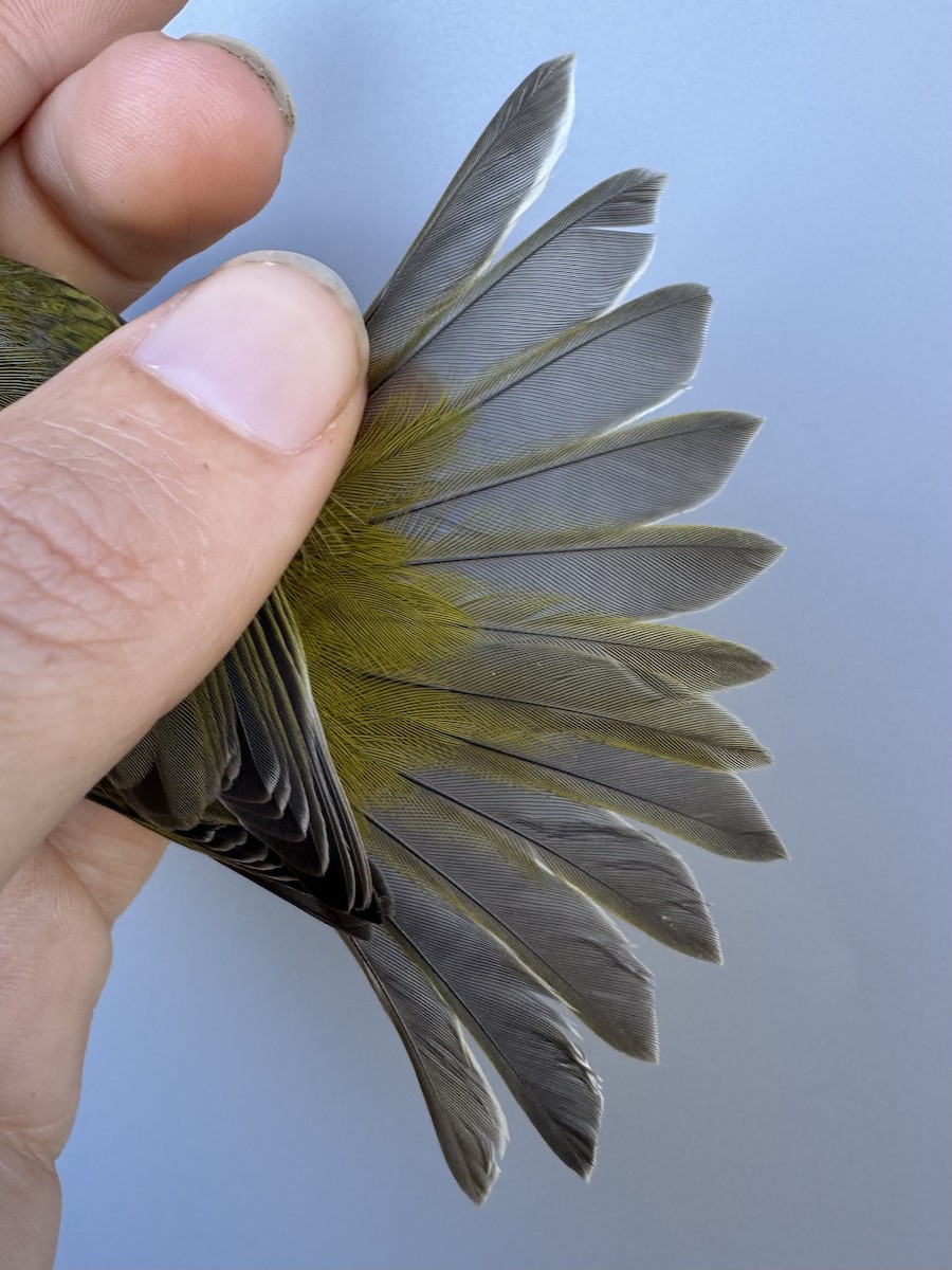 Nashville Warbler (ruficapilla) - ML642496182