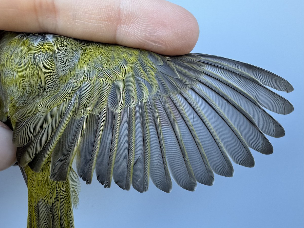 Nashville Warbler (ruficapilla) - ML642496183