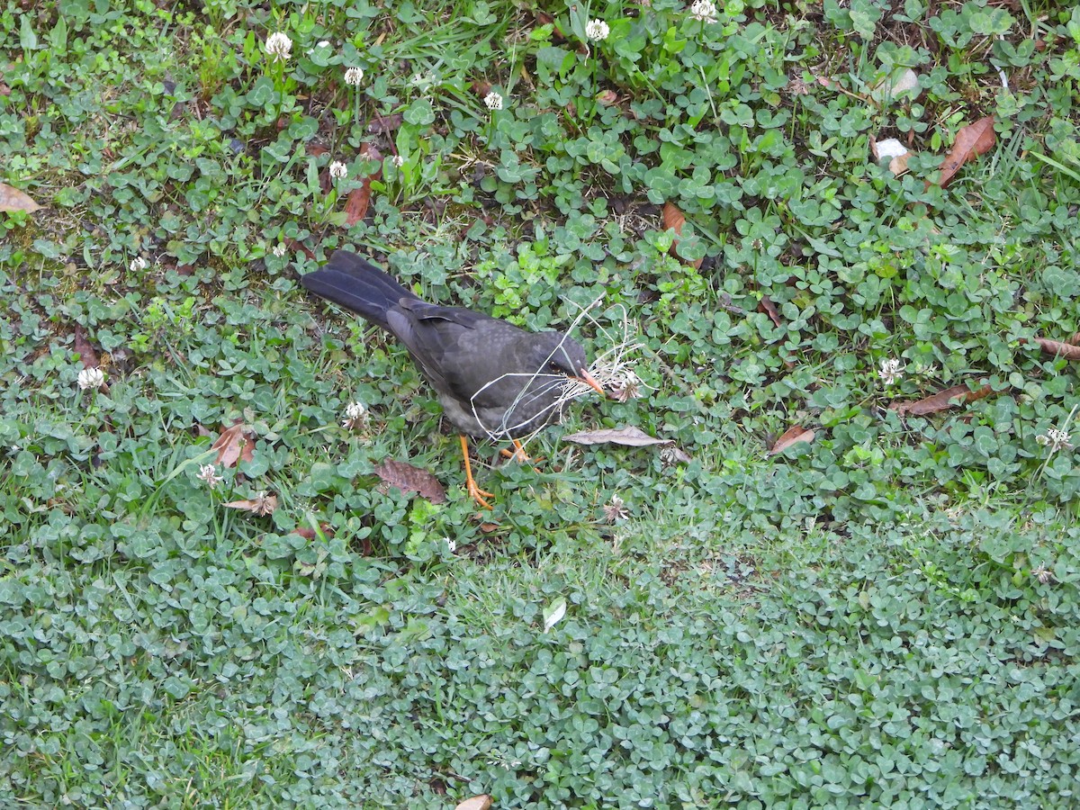 Great Thrush - ML642496185