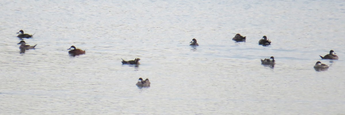 Ruddy Duck - ML642496198