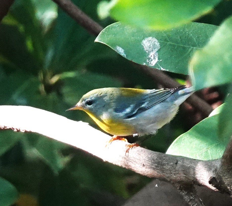 Northern Parula - ML642496204