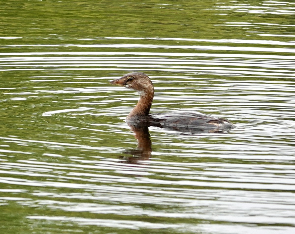 Grèbe à bec bigarré - ML642496209
