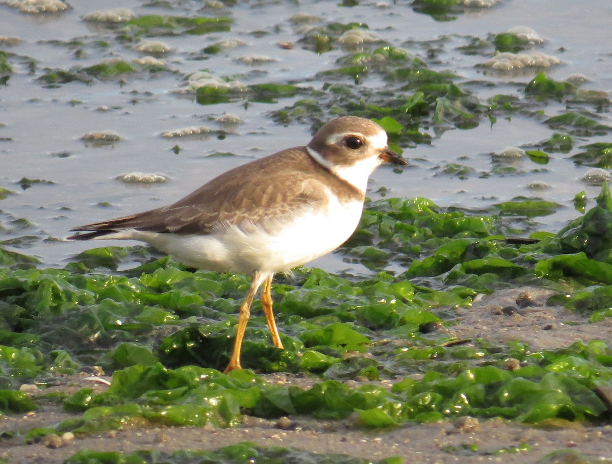 Semipalmated Plover - ML642496218
