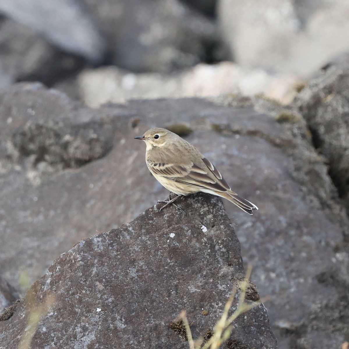 Pipit d'Amérique - ML642496222