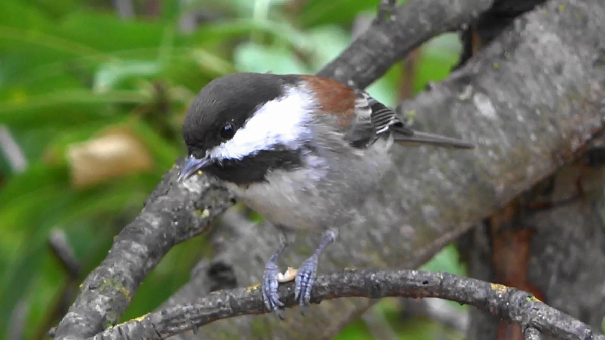 Chestnut-backed Chickadee - ML642496226