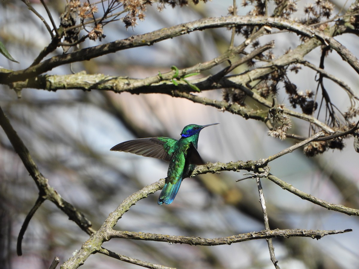 Sparkling Violetear - ML642496227