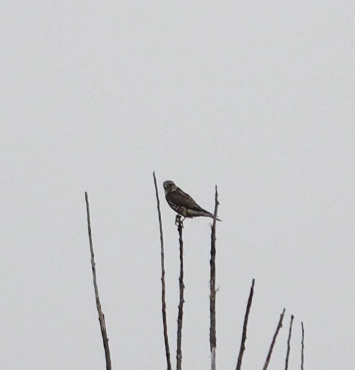 Faucon émerillon - ML642496228