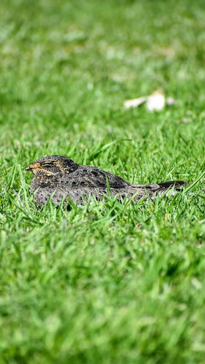 Nacunda Nighthawk - ML642496232