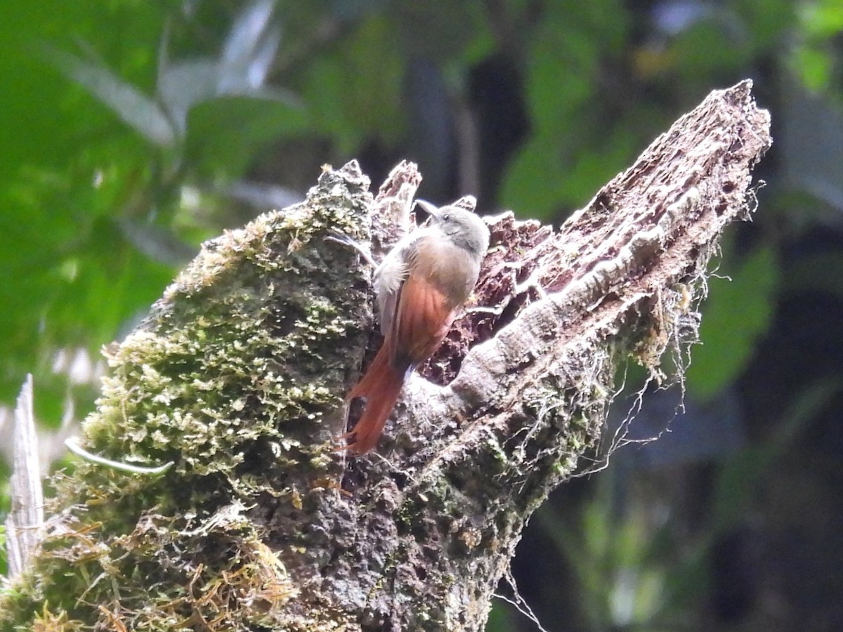 Olivaceous Woodcreeper - ML642496244