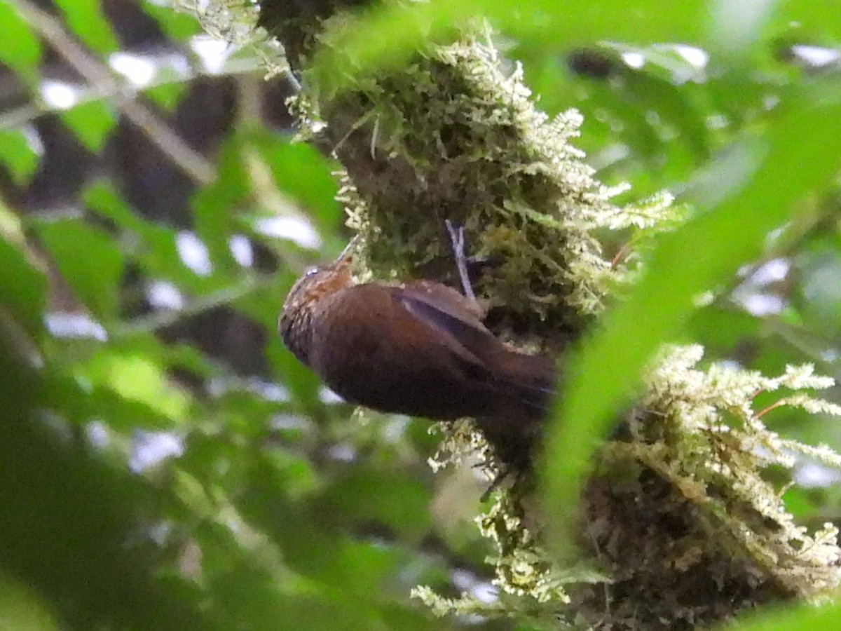 Spotted Barbtail - ML642496248