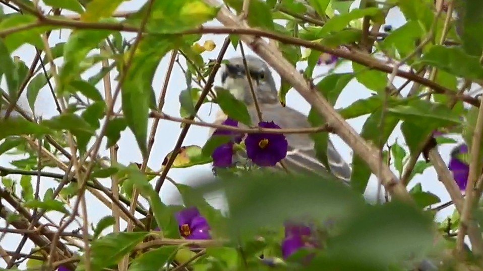 Northern Mockingbird - ML642496251