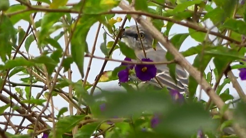 Northern Mockingbird - ML642496252
