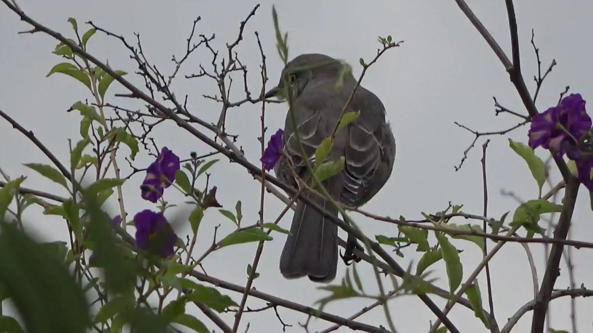 Northern Mockingbird - ML642496253