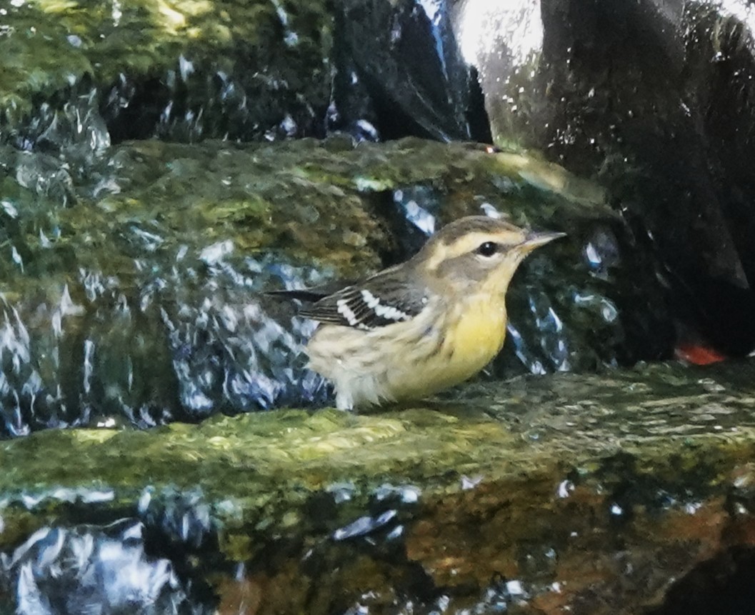 Blackburnian Warbler - ML642496254