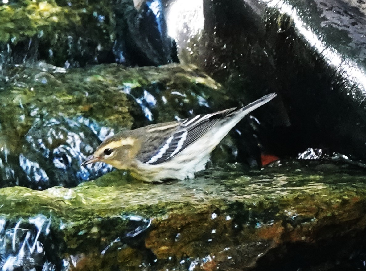 Blackburnian Warbler - ML642496255