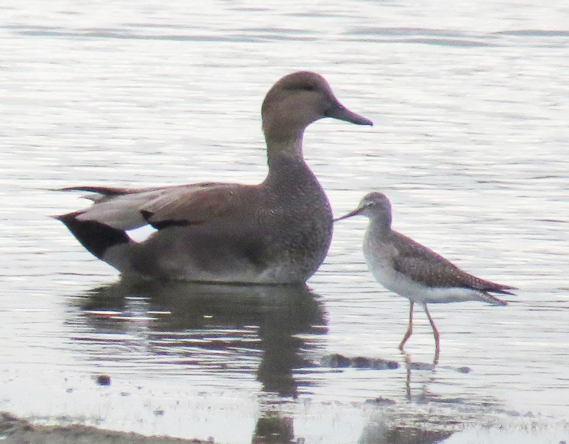 Greater Yellowlegs - ML642496256