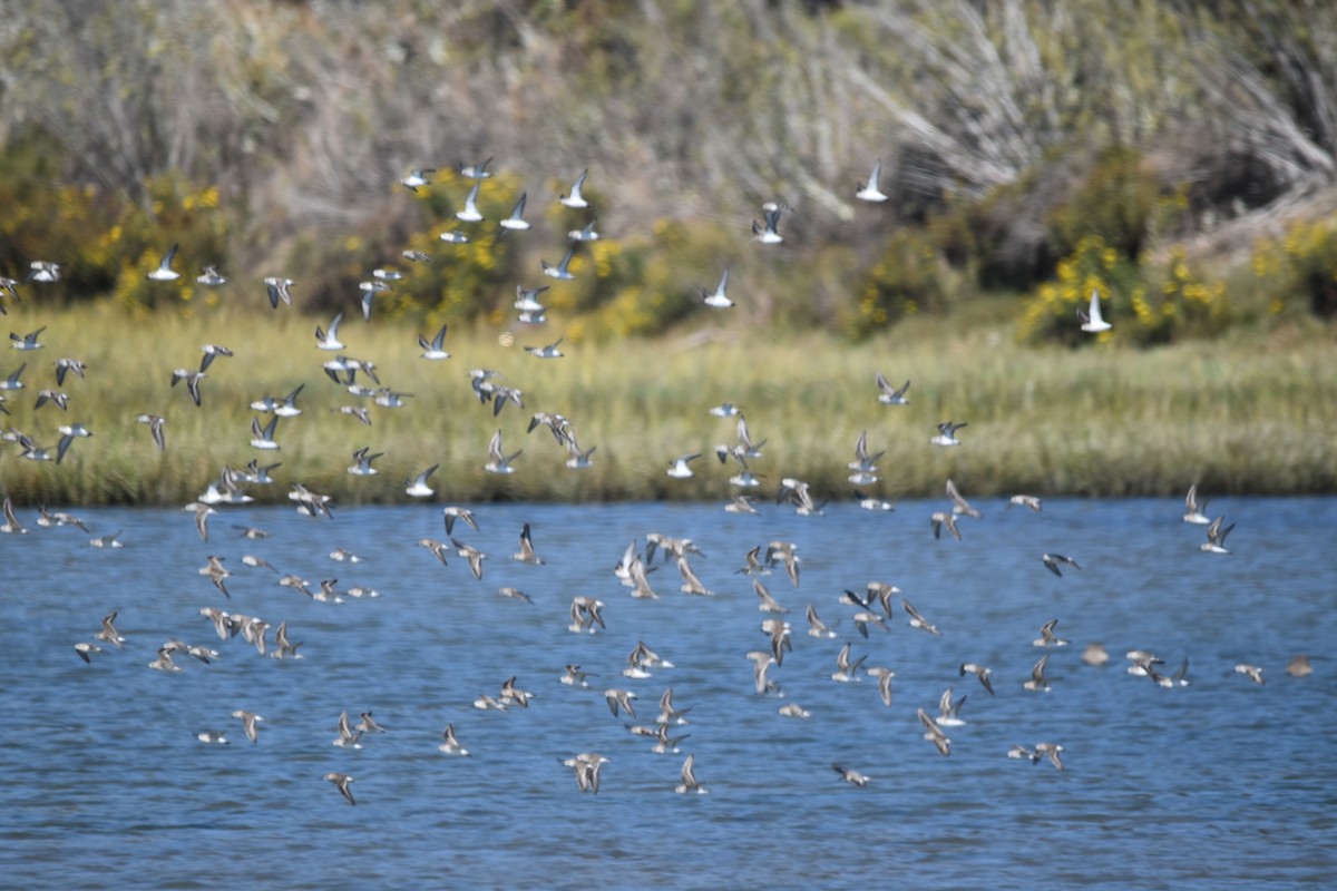 Sanderling - ML642496257