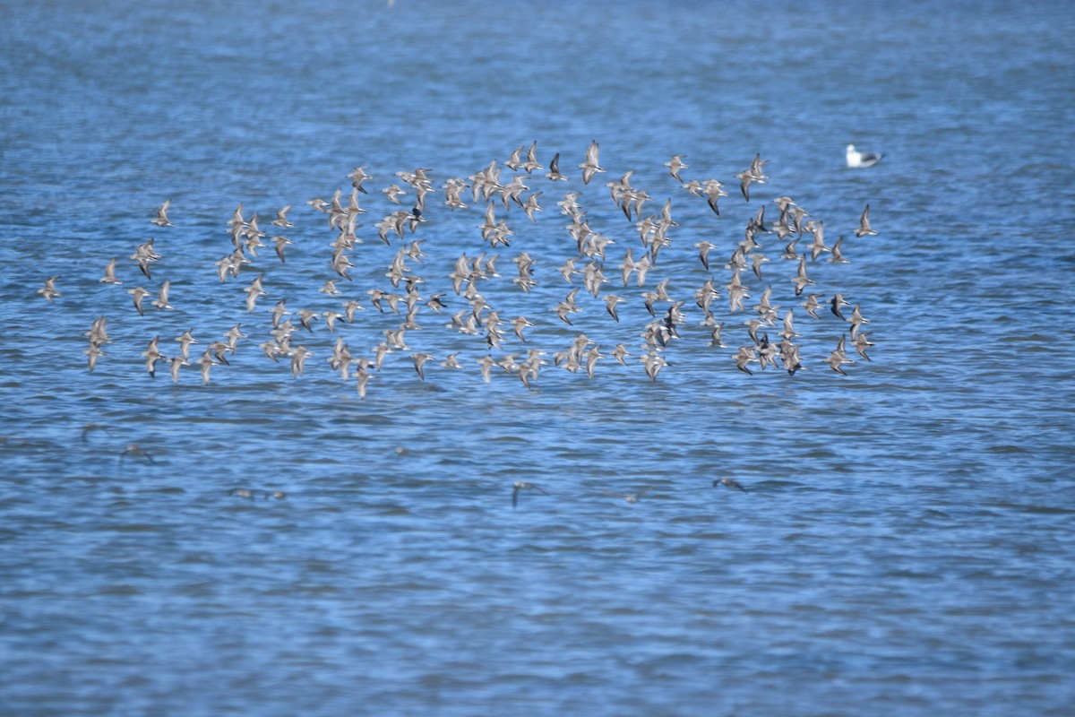 Sanderling - ML642496258