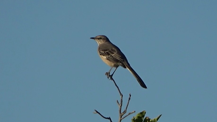 Northern Mockingbird - ML642496260