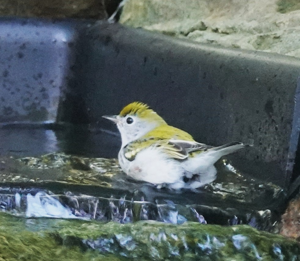 Chestnut-sided Warbler - ML642496263