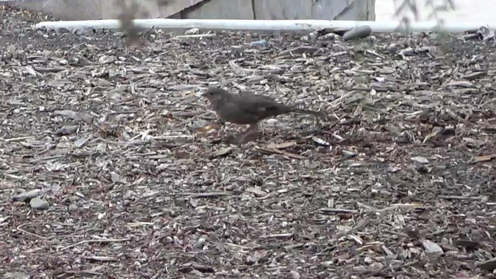 California Towhee - ML642496289