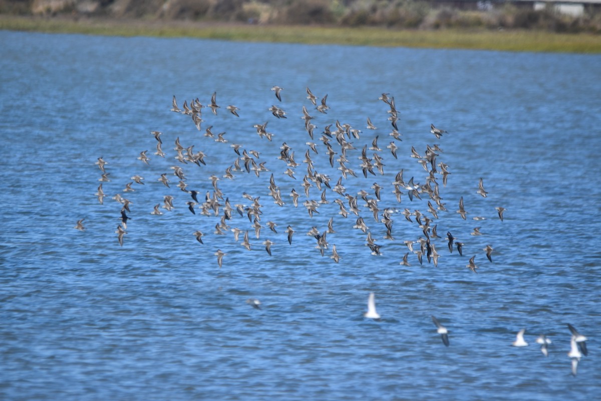 Sanderling - ML642496290