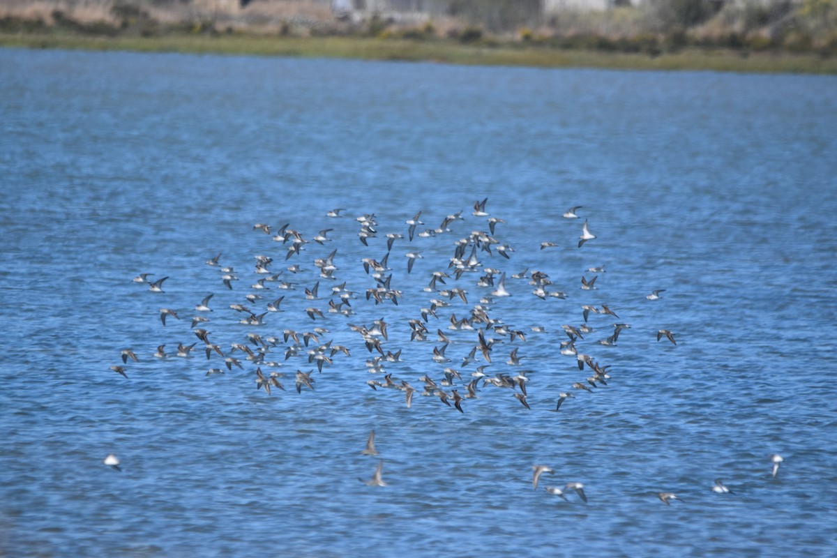 Sanderling - ML642496292