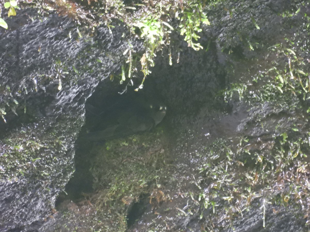 Spot-fronted Swift - ML642496293