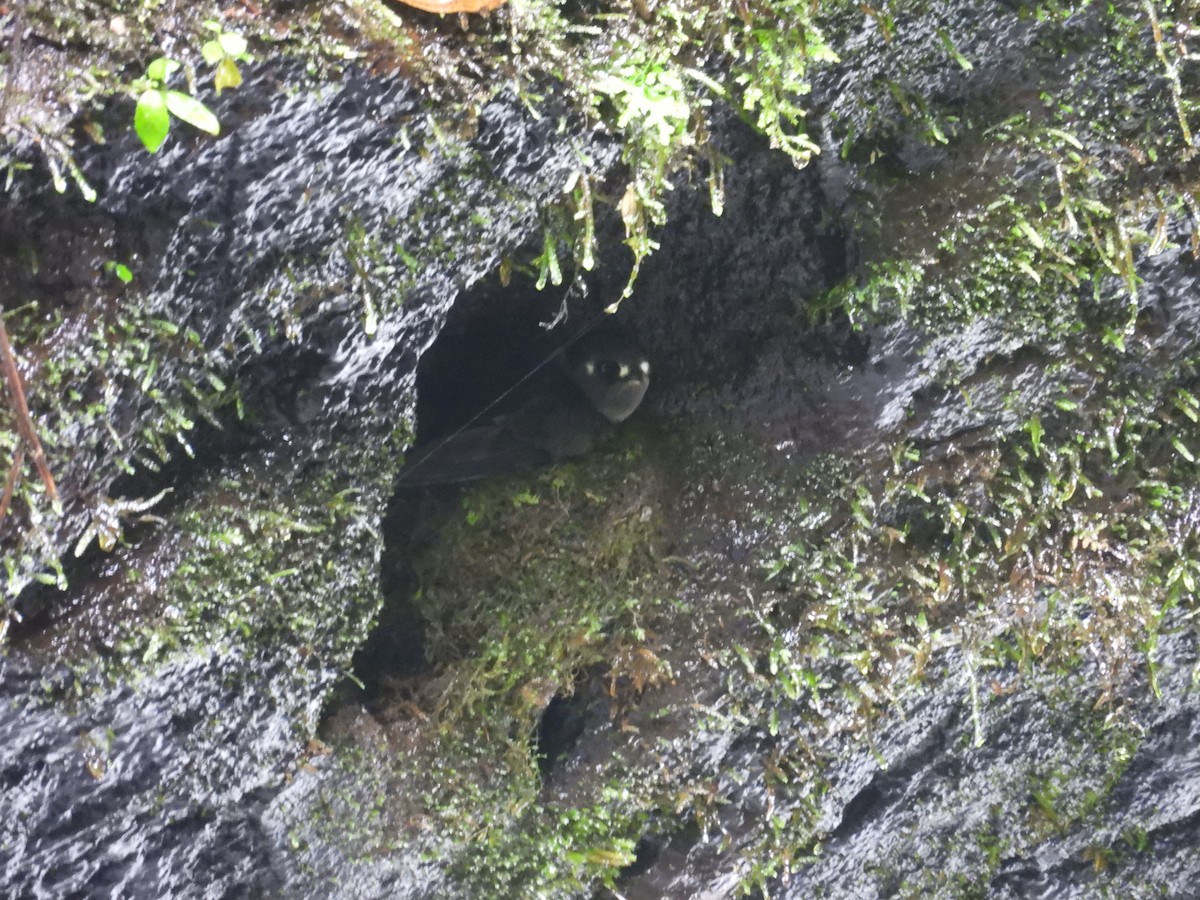 Spot-fronted Swift - ML642496294