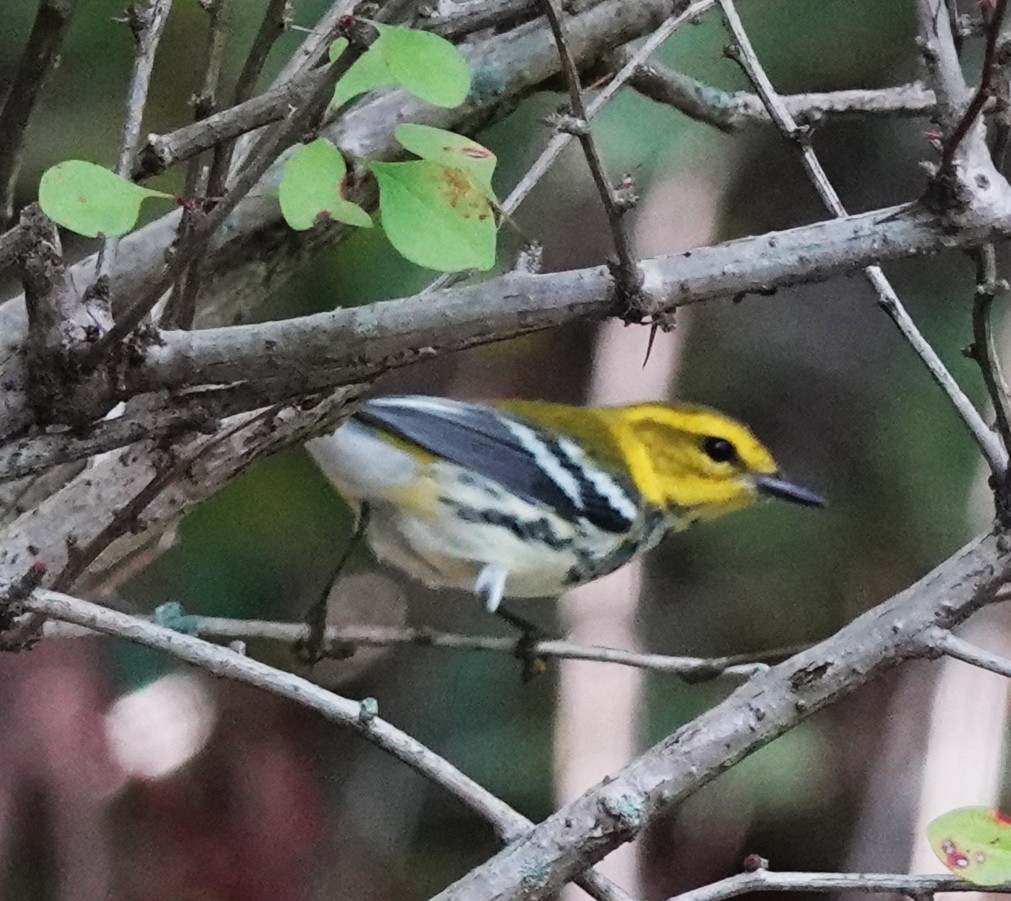 Black-throated Green Warbler - ML642496295