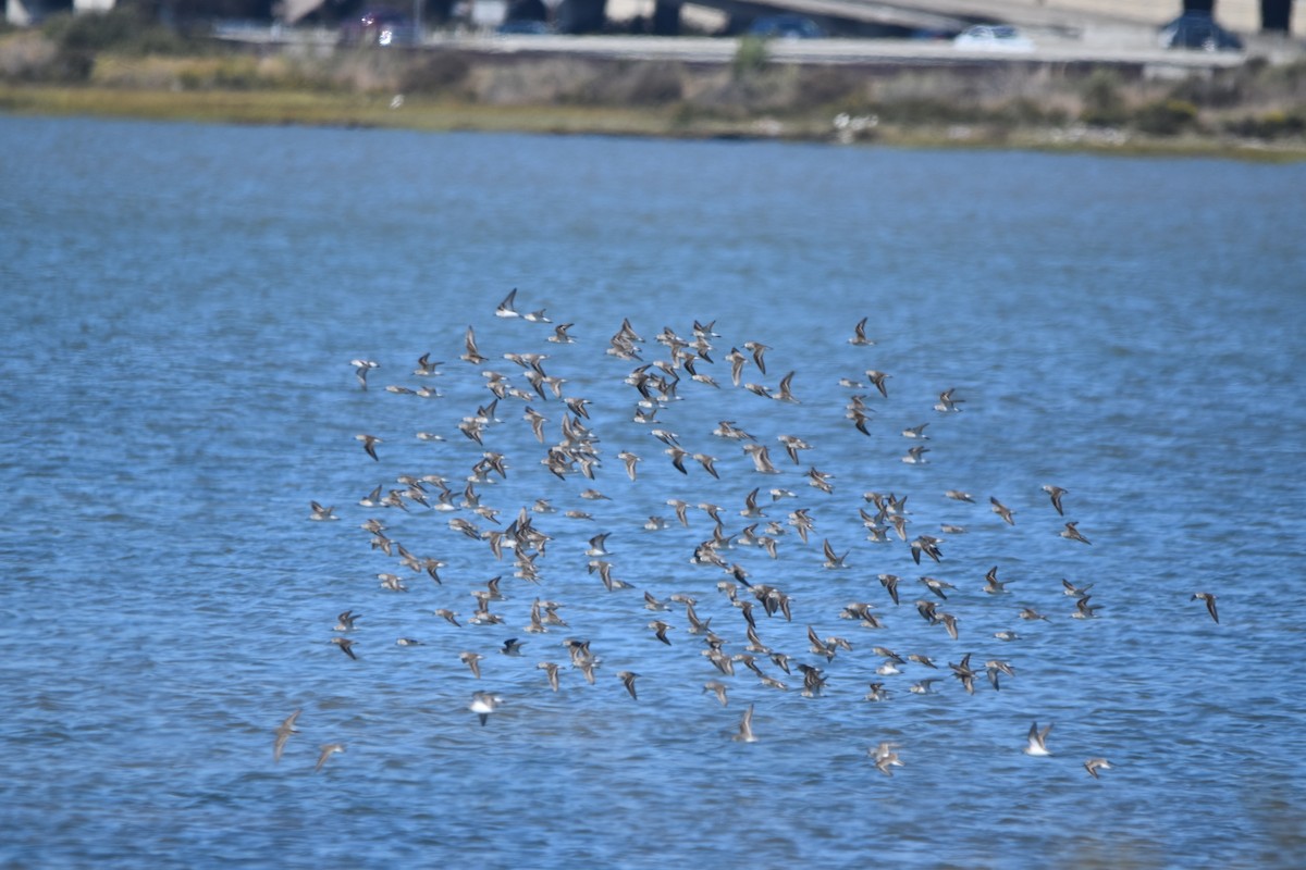 Sanderling - ML642496296