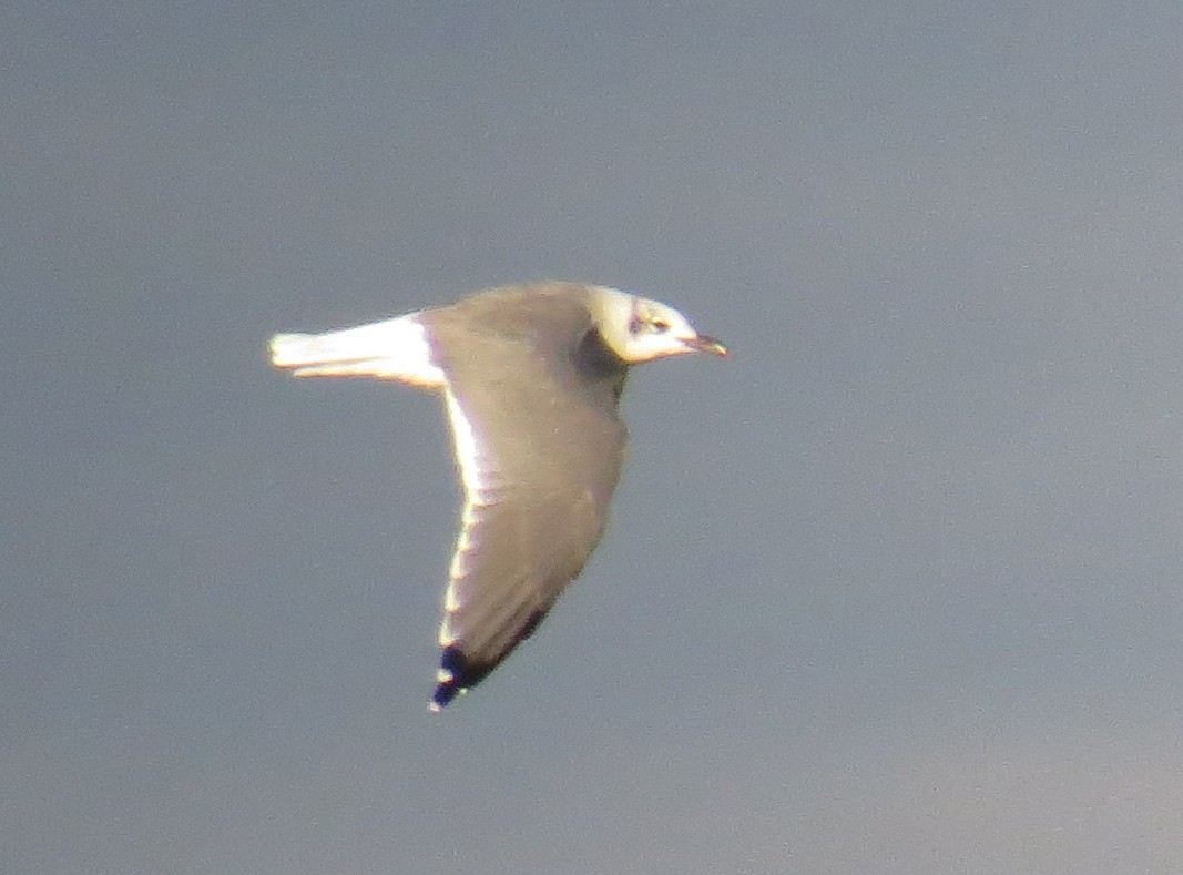 Laughing Gull - ML642496299