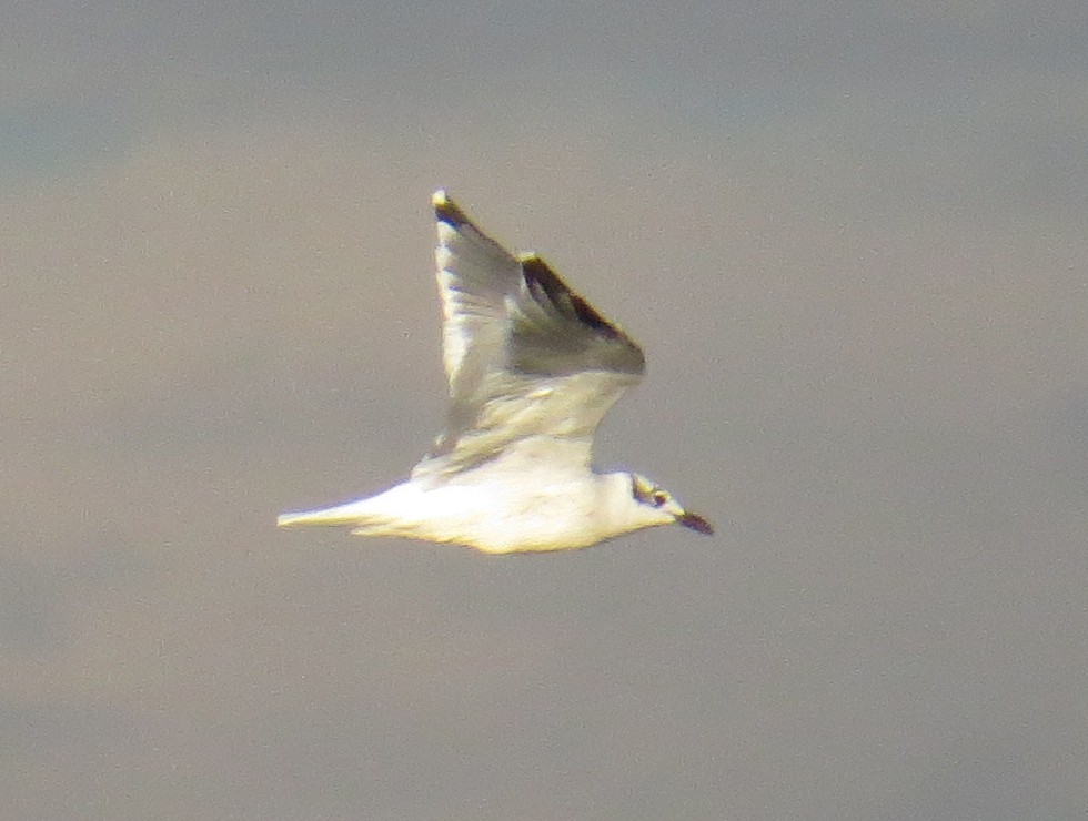Laughing Gull - ML642496300