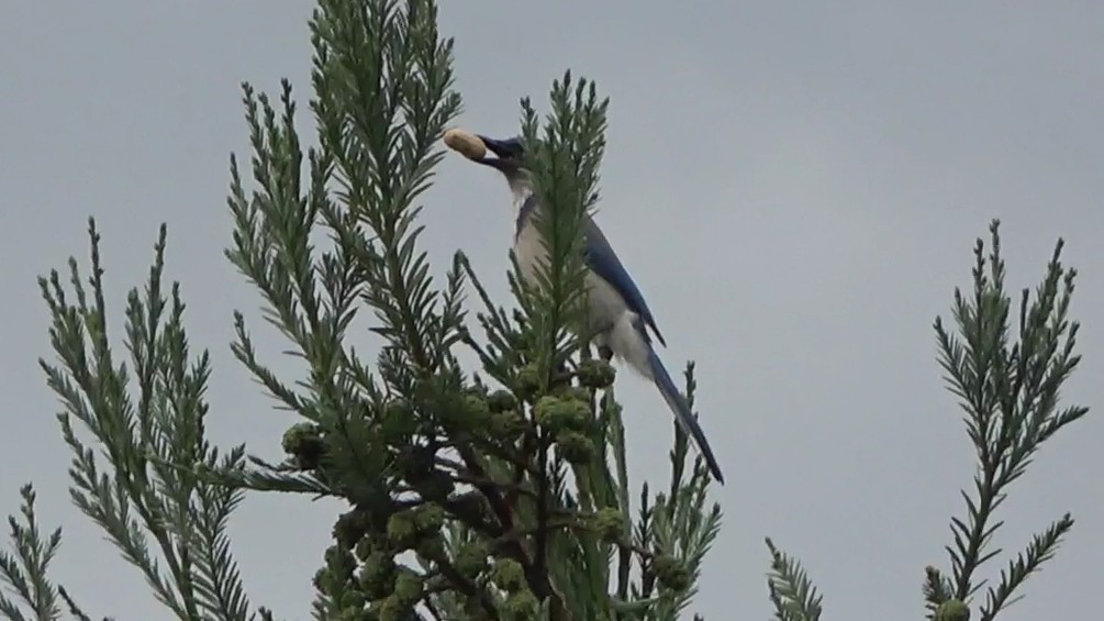 California Scrub-Jay - ML642496304