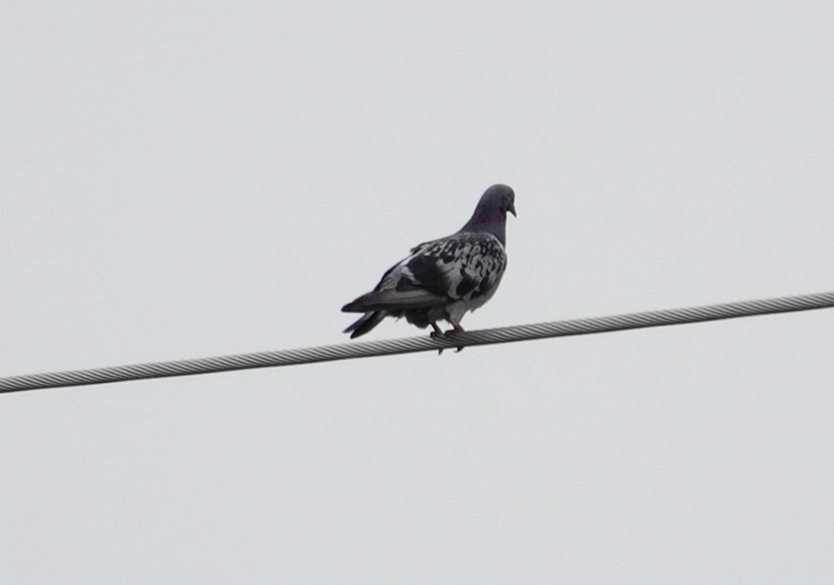 Pigeon biset (forme domestique) - ML642496305