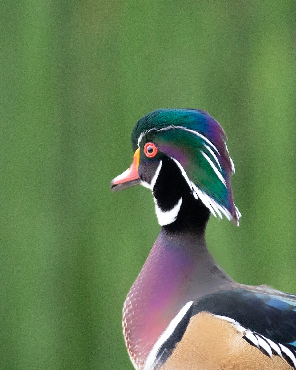 Wood Duck - ML642496306
