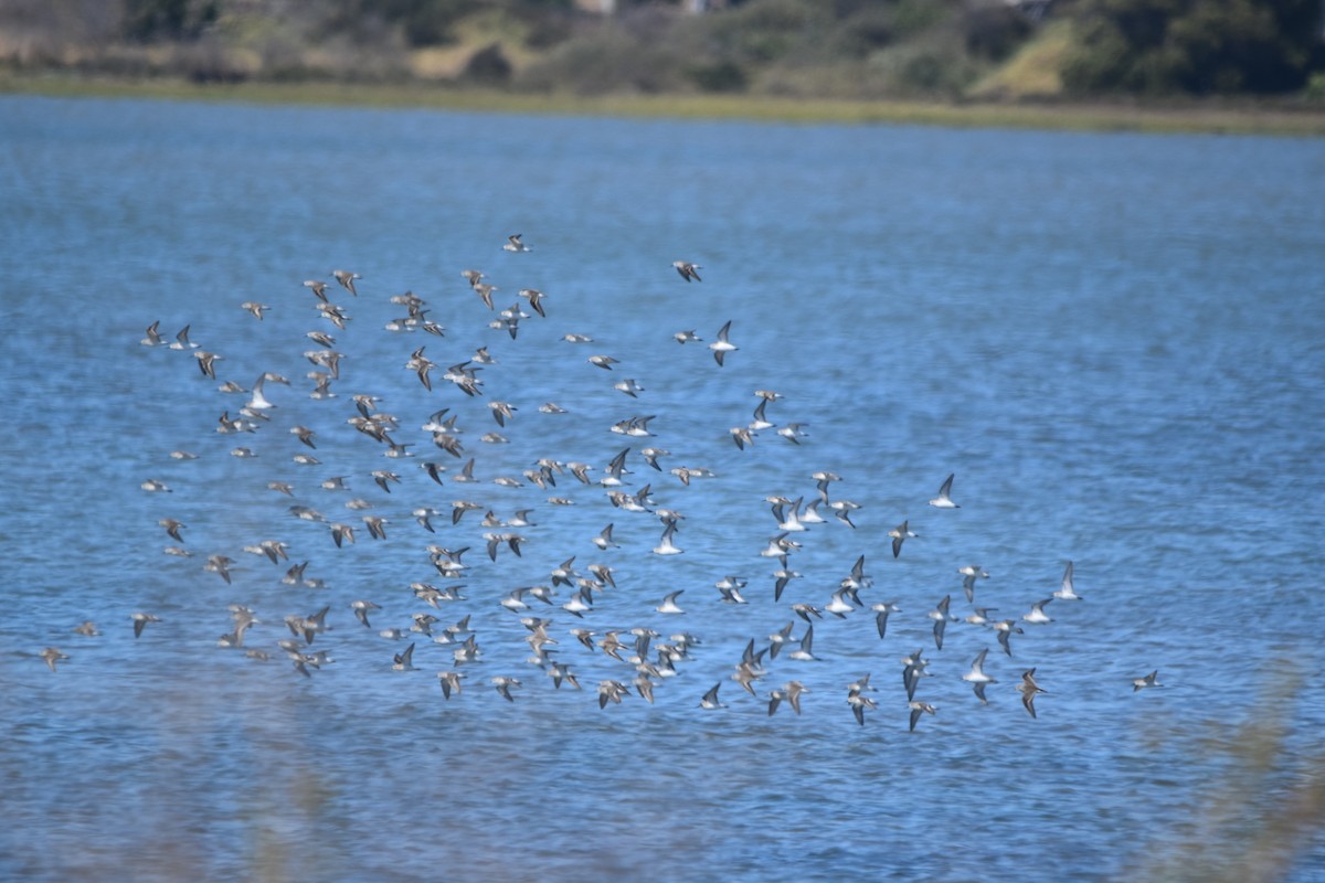 Sanderling - ML642496307