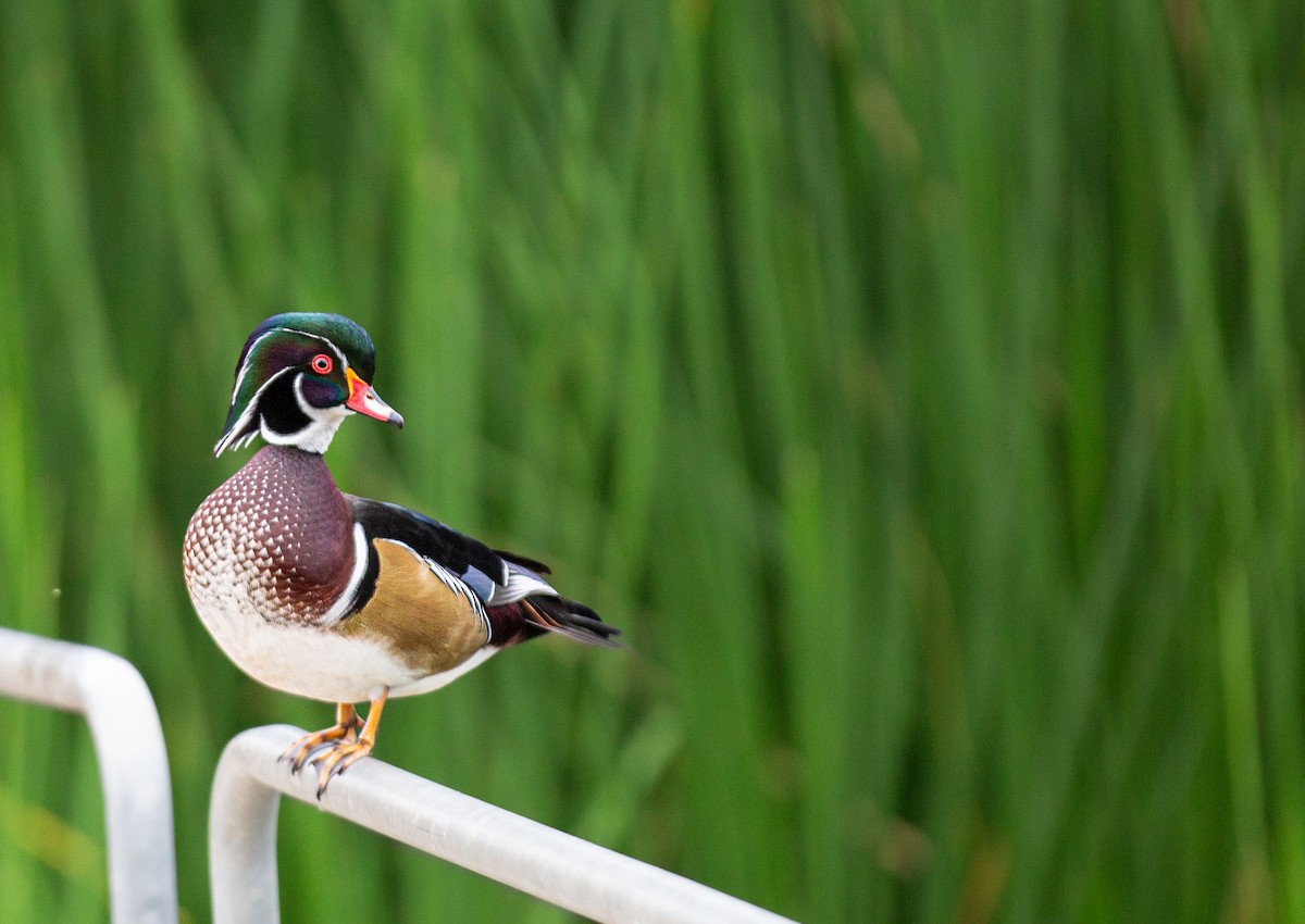 Wood Duck - ML642496308