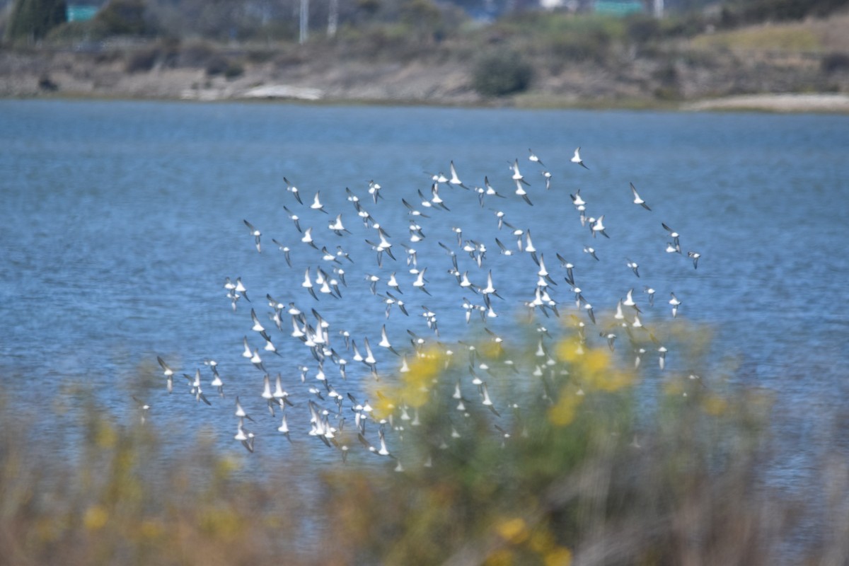 Sanderling - ML642496309