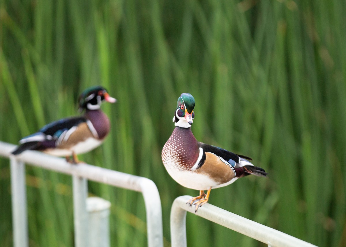 Wood Duck - ML642496310