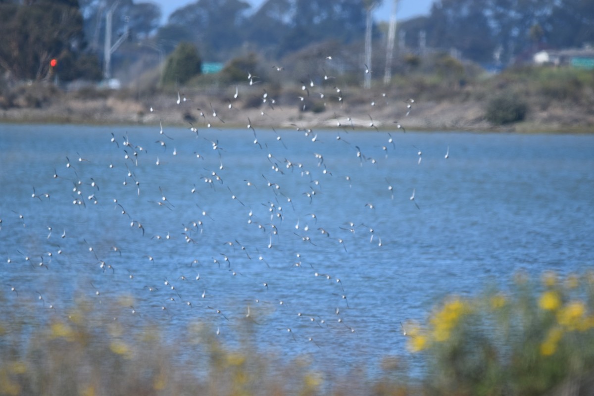 Sanderling - ML642496312