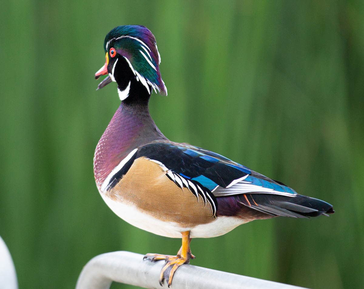 Wood Duck - ML642496313