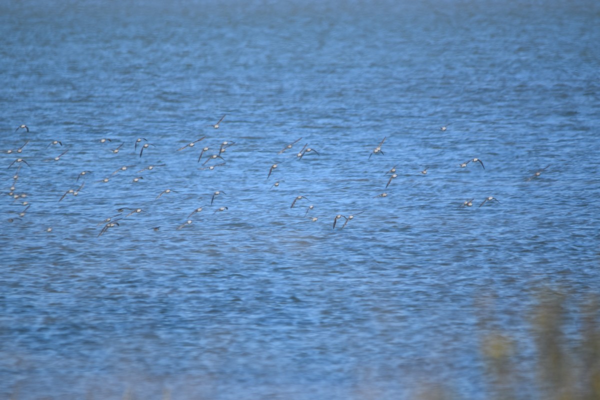 Sanderling - ML642496316