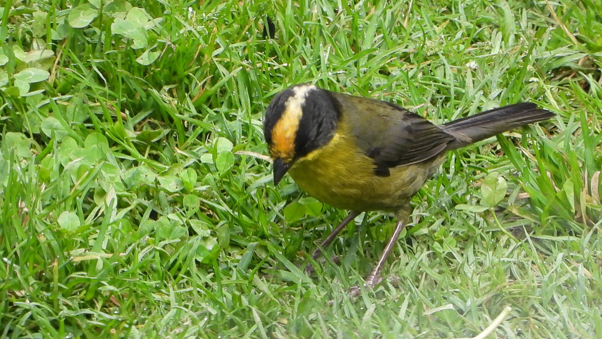 Pale-naped Brushfinch - ML642496317