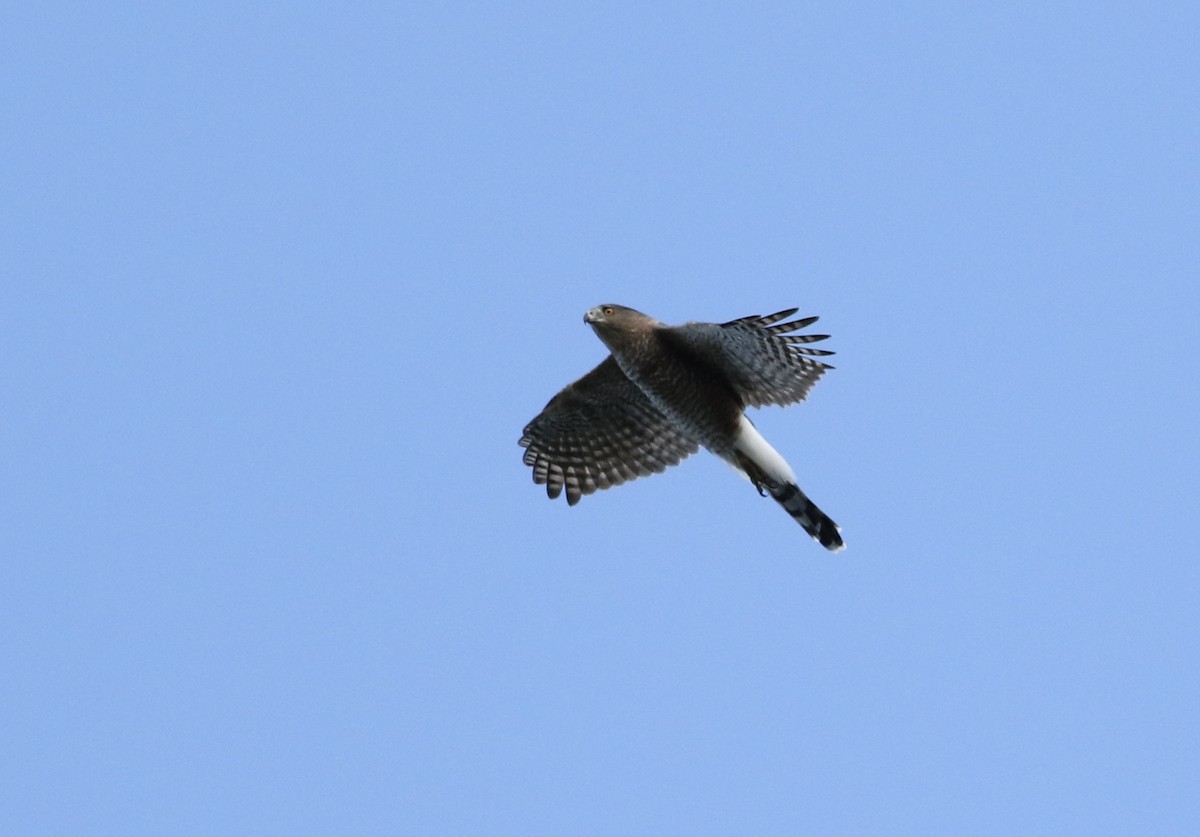 Cooper's Hawk - ML642496341