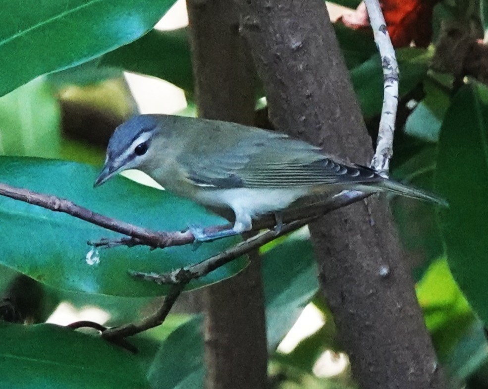 Red-eyed Vireo - ML642496357
