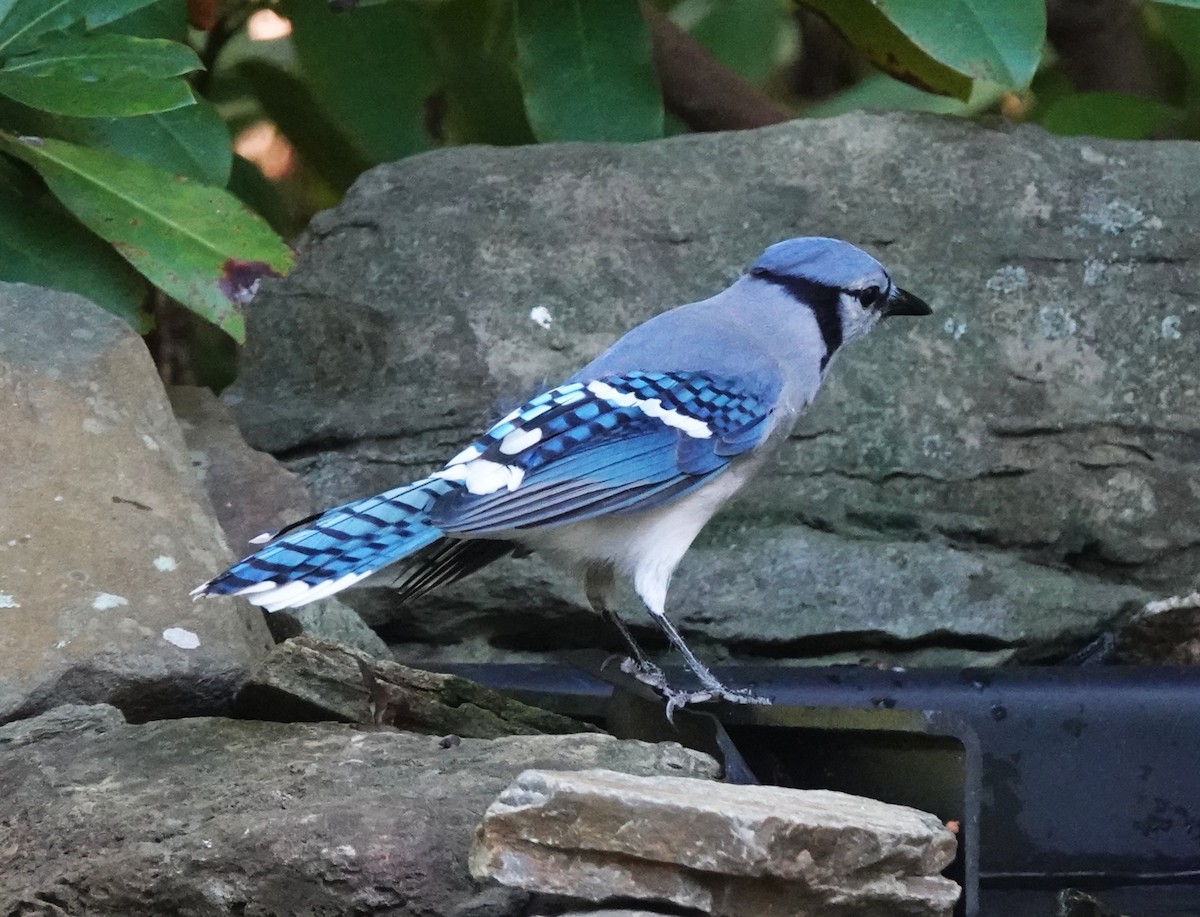 Blue Jay - ML642496362