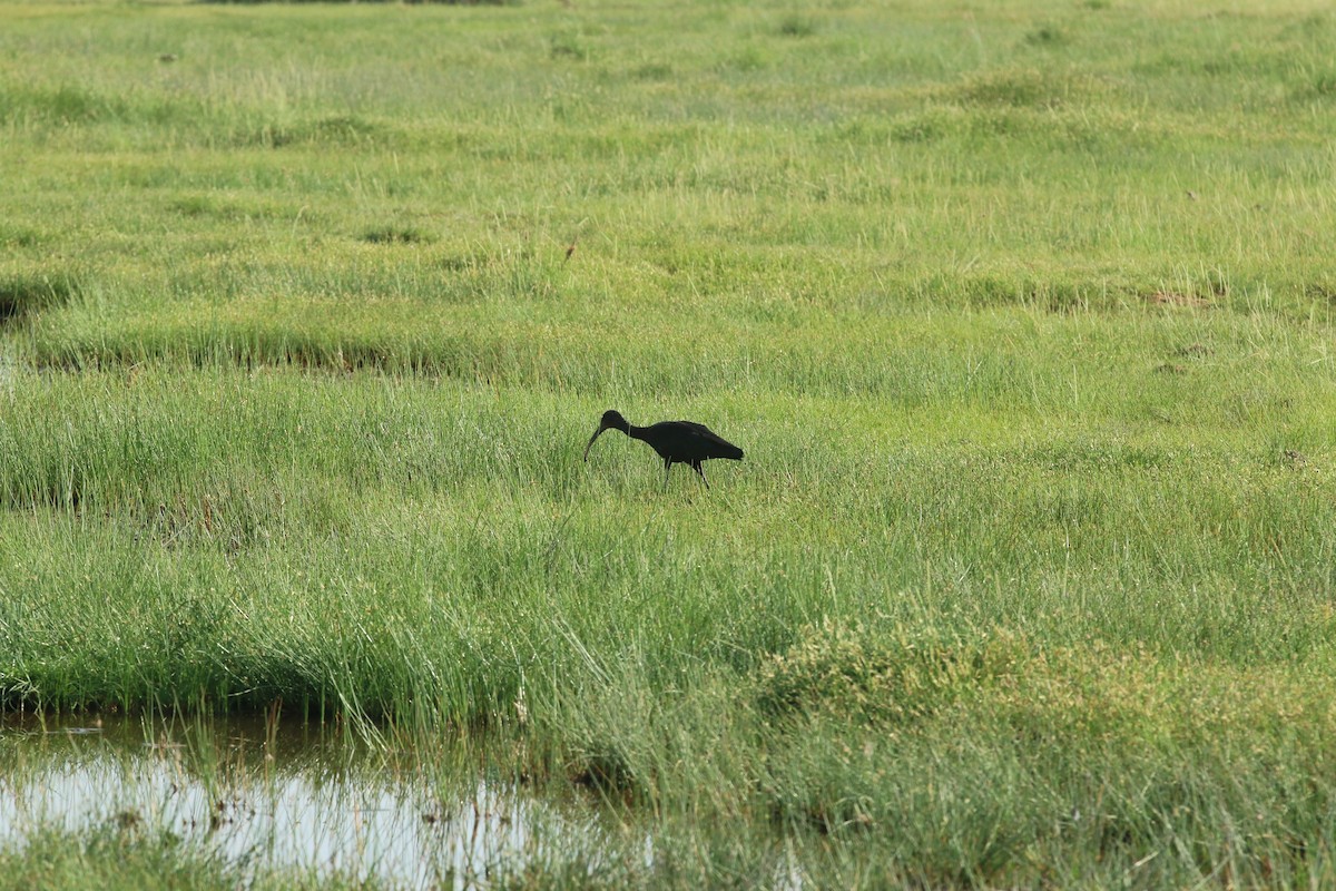 bronseibis - ML642496367